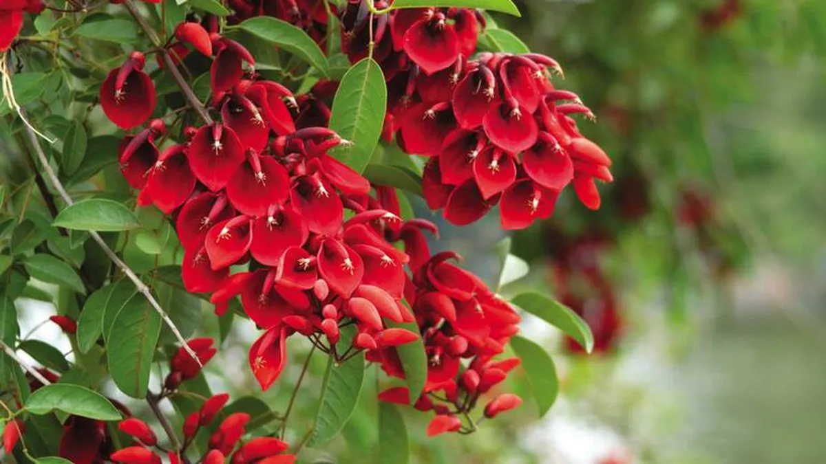 Día de la Flor Nacional: por qué se conmemora el 22 de noviembre y cómo fue elegida